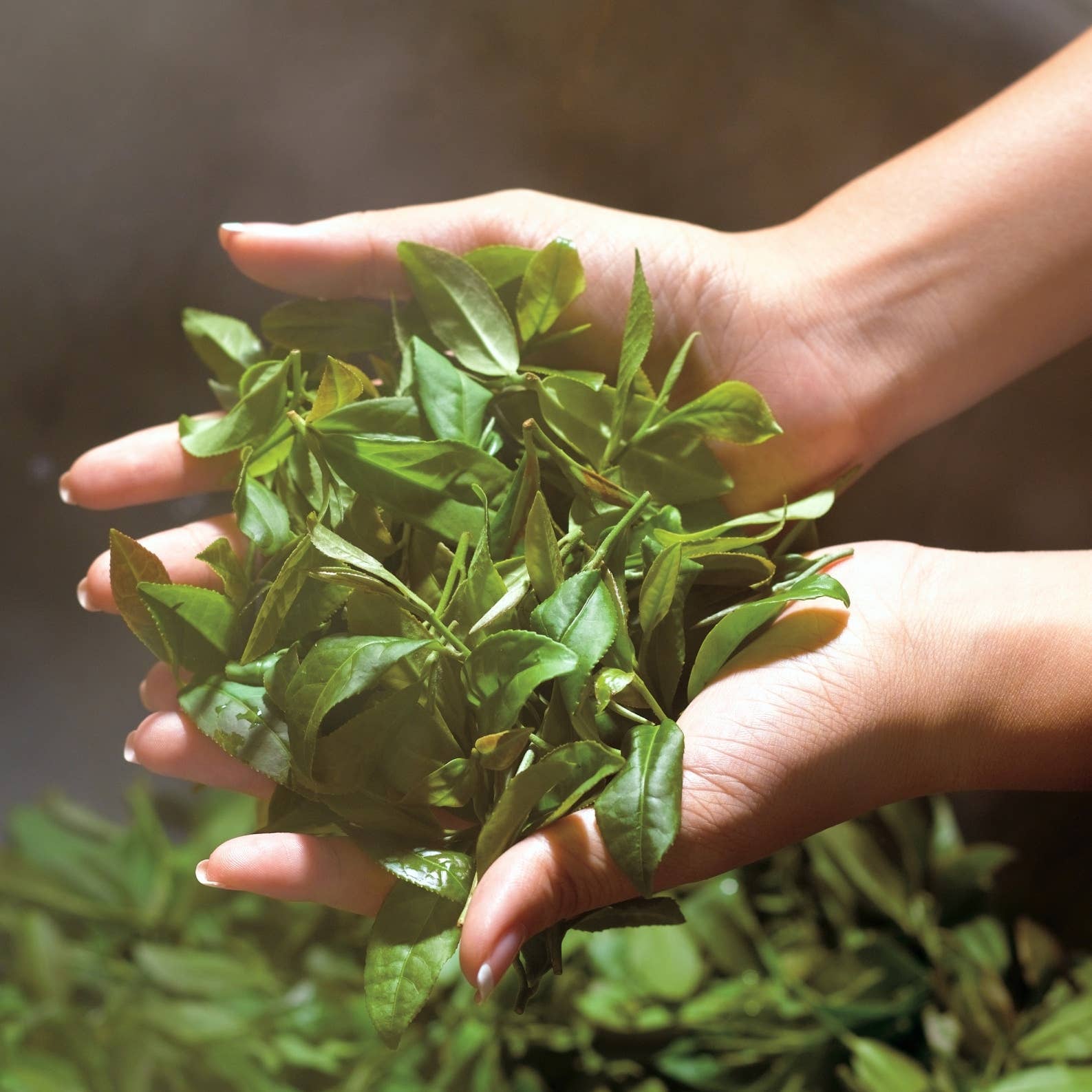 Mercede&Co - Vendita all'ingrosso Tè sfusi - Tè allo zafferano e cardamomo17