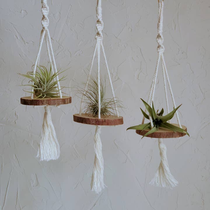 Wood Disc and Macramé Air Plant Display with Air Plant for wholesale by CM Designs Company