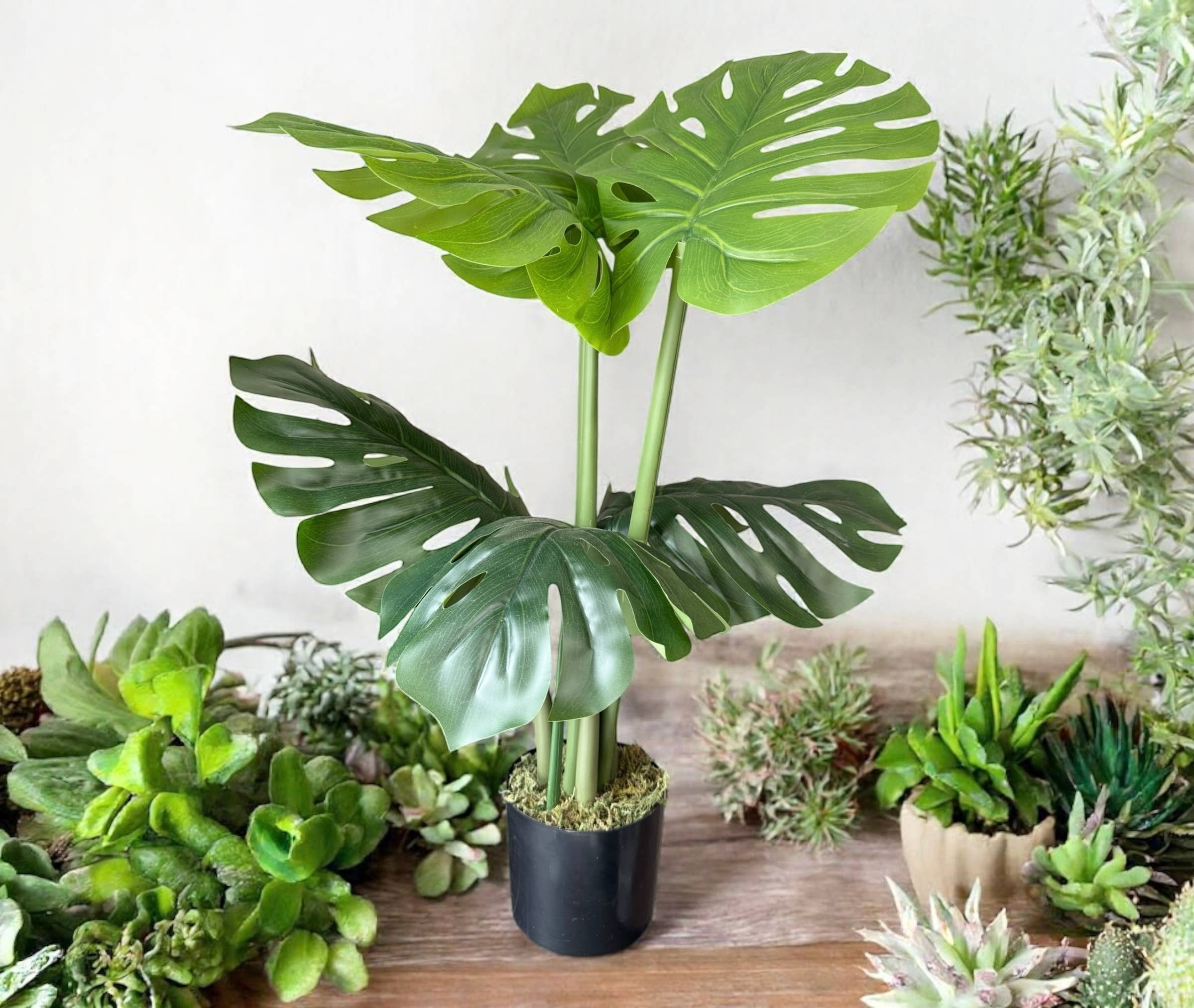 Angel Isabella - Wholesale Live Plant - 10oz or 1lb Bulk Pack-Naturally Preserved Green Moss11