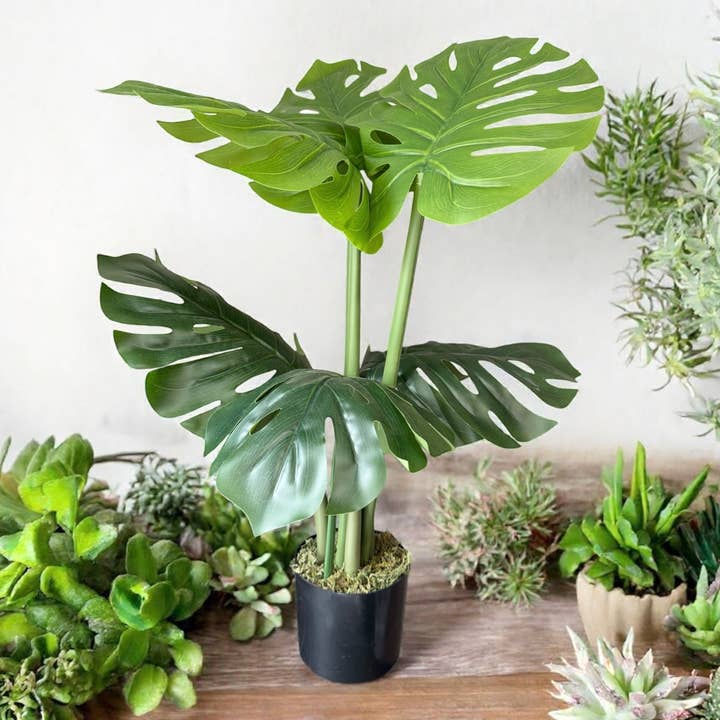 Angel Isabella - Wholesale Live Plant - 10oz or 1lb Bulk Pack-Naturally Preserved Green Moss11