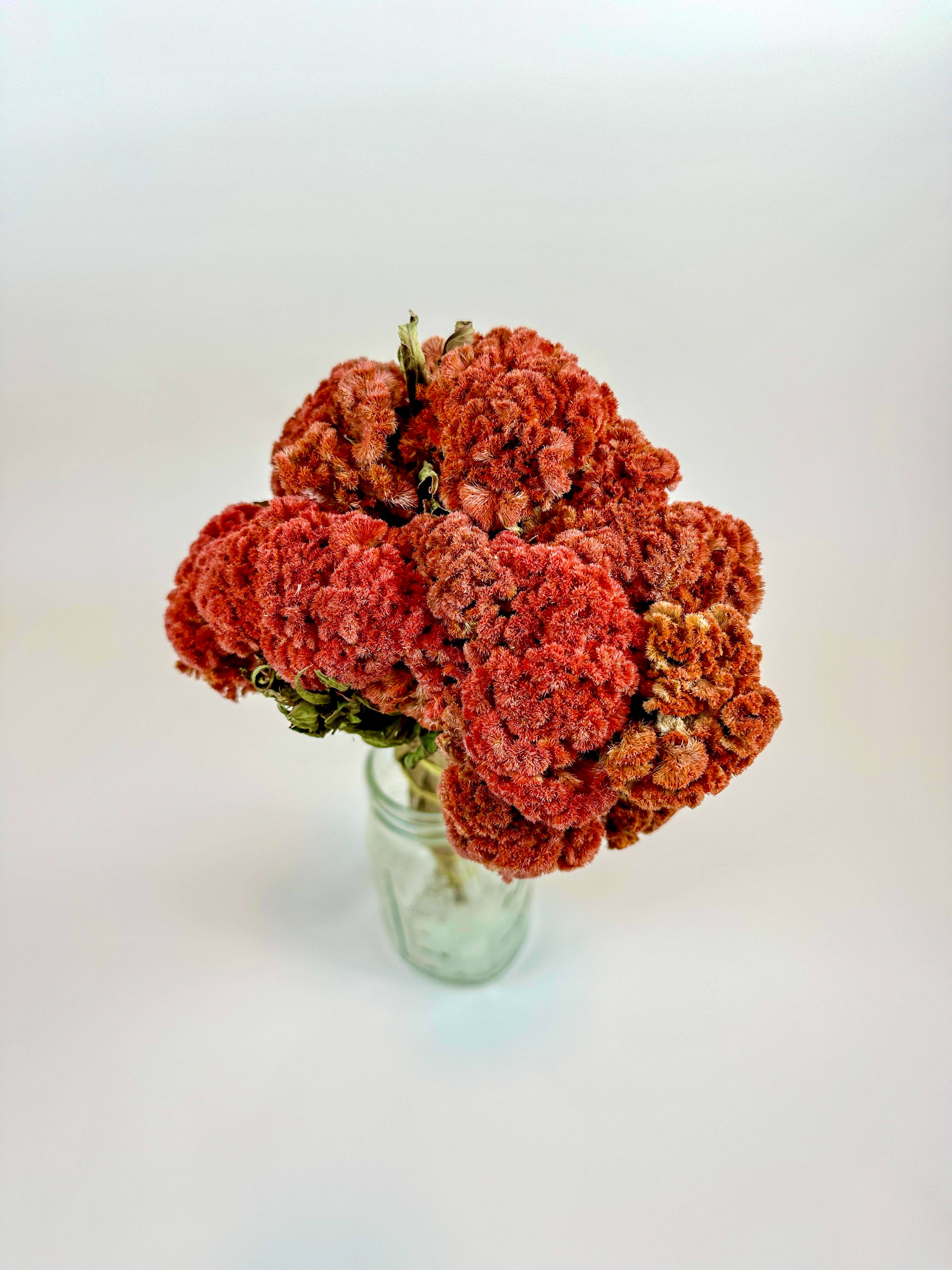 Lovejoy Farms Premium Dried Flowers - Wholesale Dried/Pressed Flowers - Coxcomb (Celosia) – Autumn Collection0