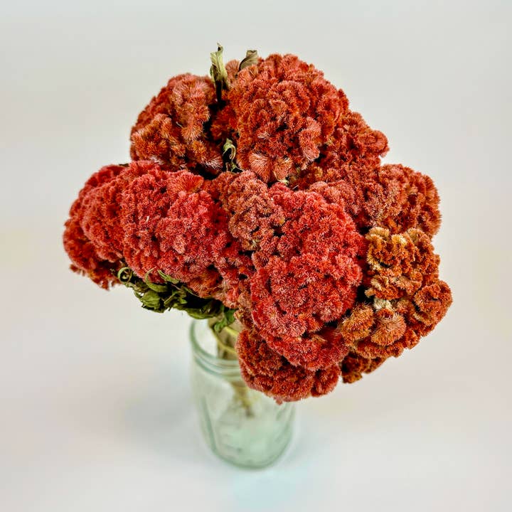 Lovejoy Farms Premium Dried Flowers - Wholesale Dried/Pressed Flowers - Coxcomb (Celosia) – Autumn Collection0
