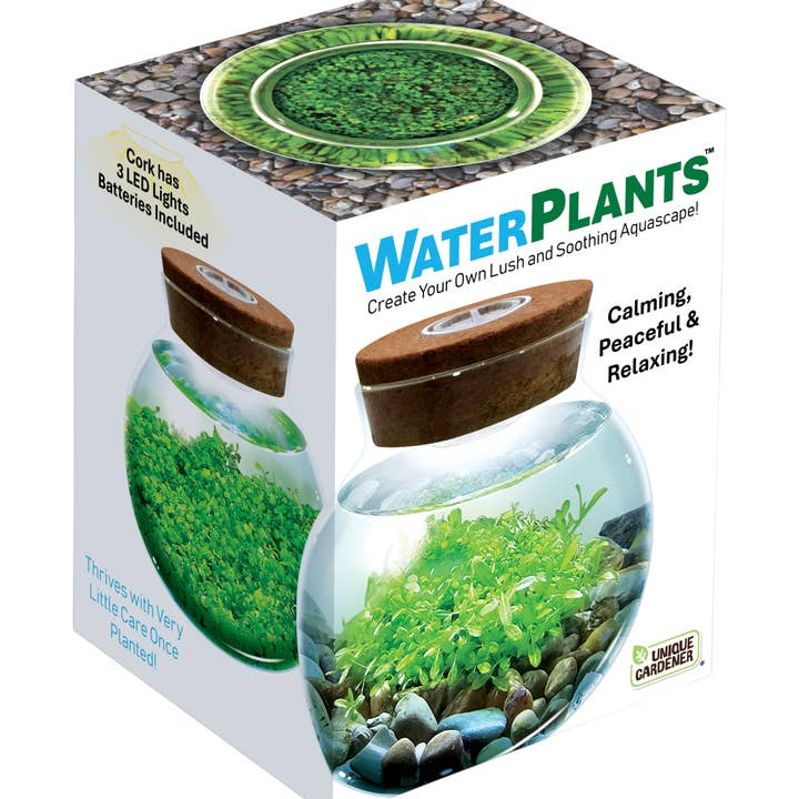 Silver Circle Products - Wholesale Terrarium - WaterPlants Aquatic Seed Kit Glass Terrarium with LED Light0