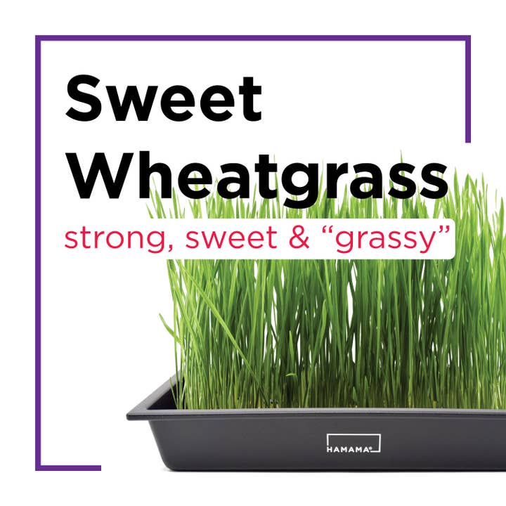 Hamama - Wholesale Plant Seeds - Seed Quilts9