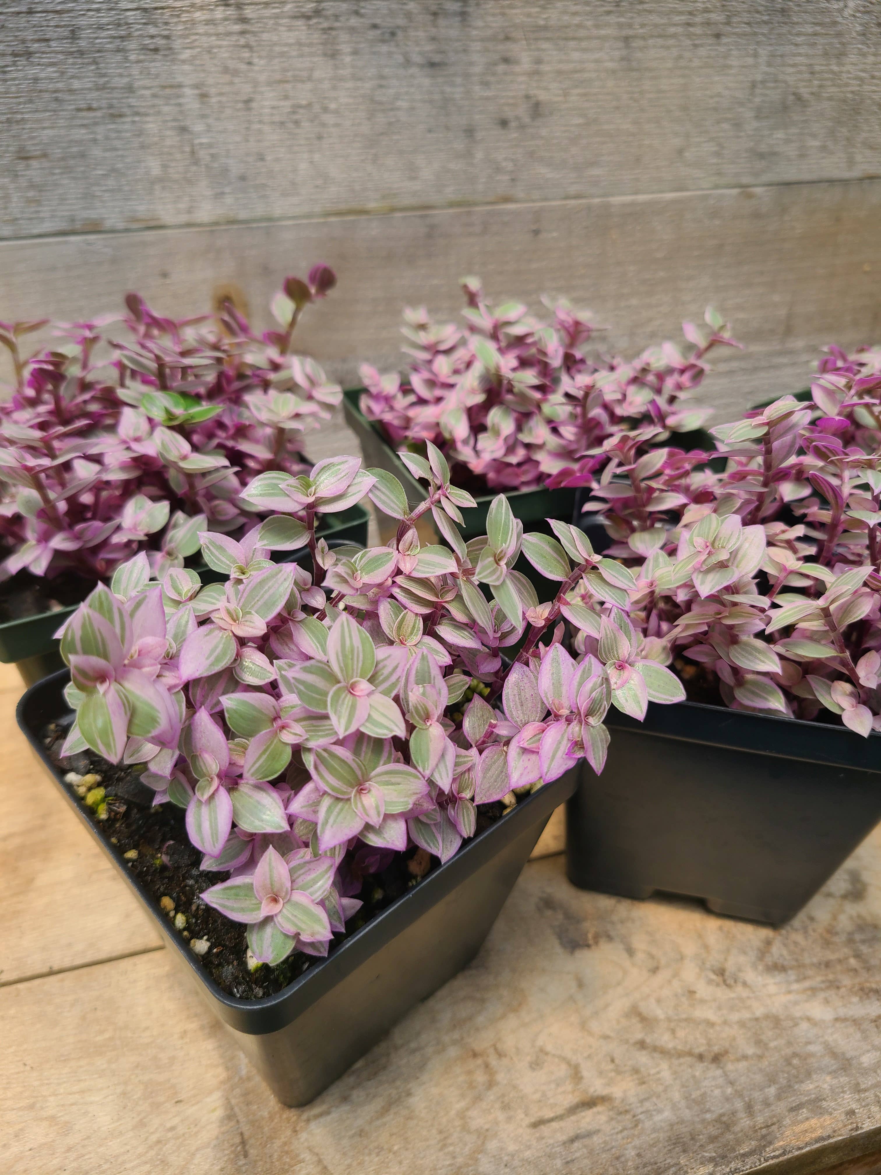 Buzz + Thrive Gardens – wholesale Live plant – Callisia 'Pink Lady'3