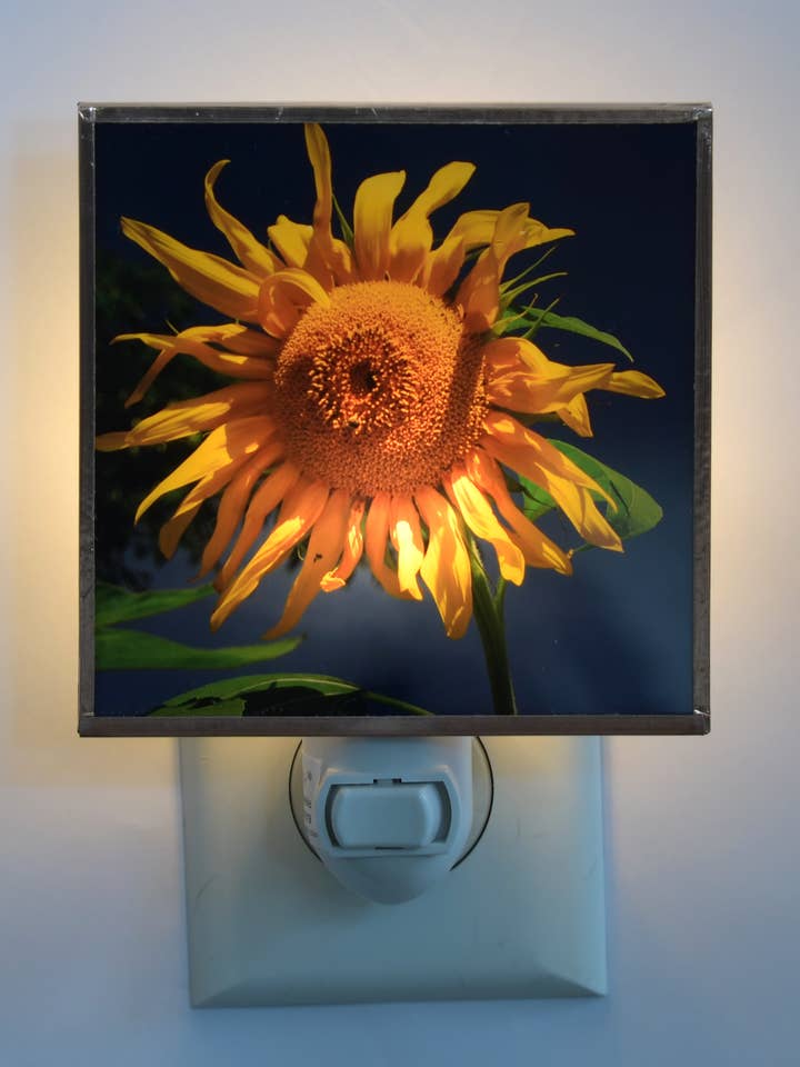 Sunflower for wholesale by Solarography