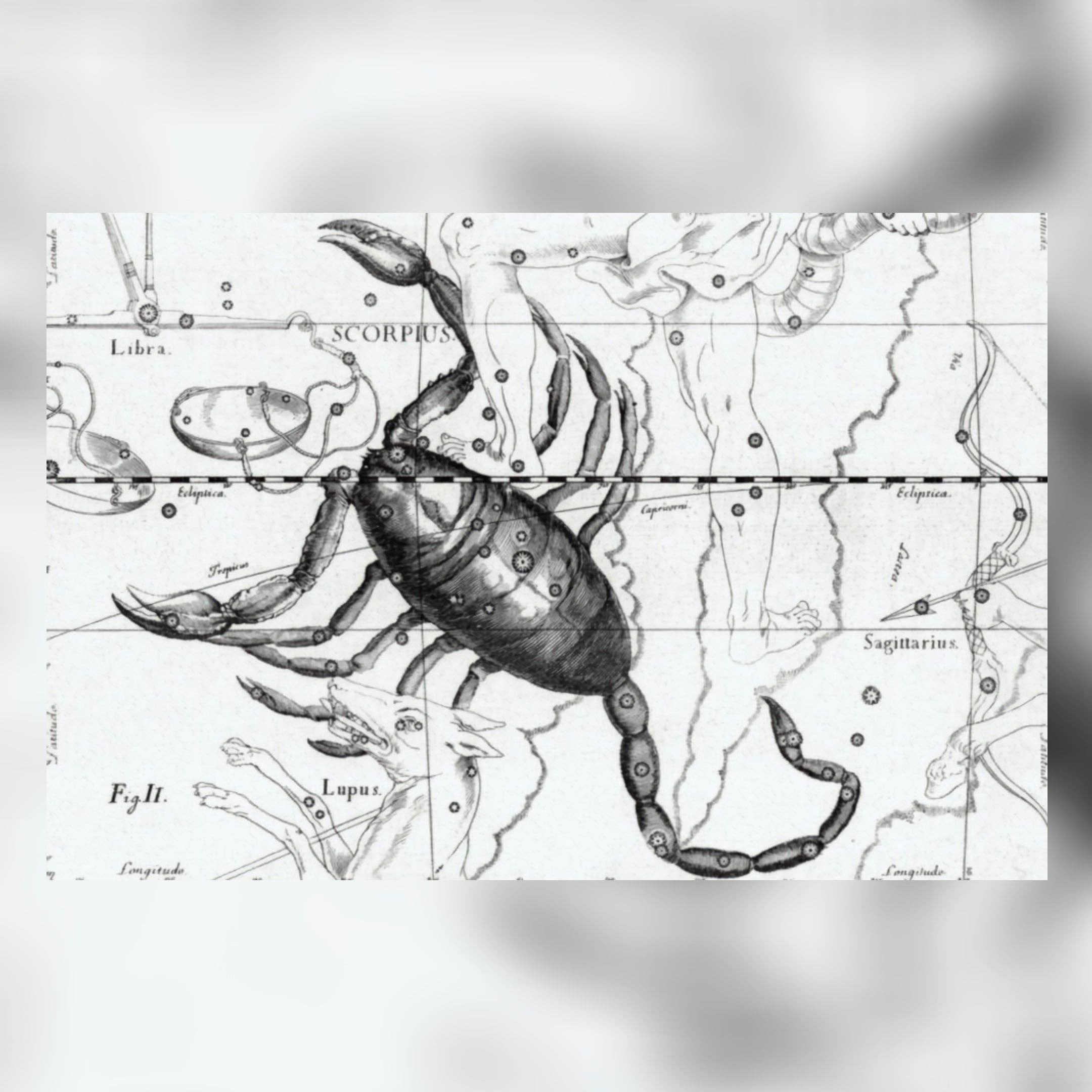 Print Pothecary - Wholesale Art Print - Scorpio Astrology Canvas Print - Apothecary Art for Home or Office - Apothecary Decor1