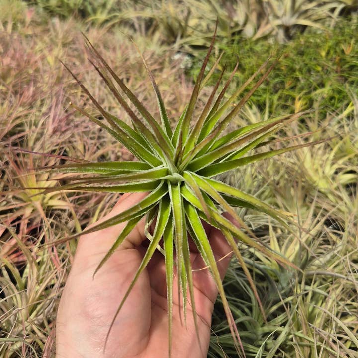 Airplant Direct - Wholesale Live Plant - Tillandsia Stricta Inverta