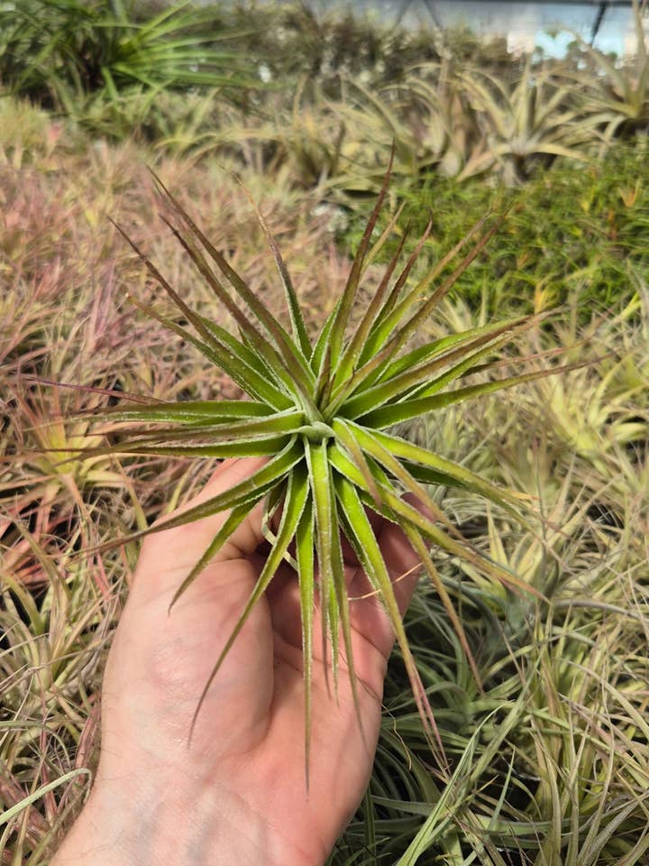 Tillandsia Stricta Inverta for wholesale by Airplant Direct