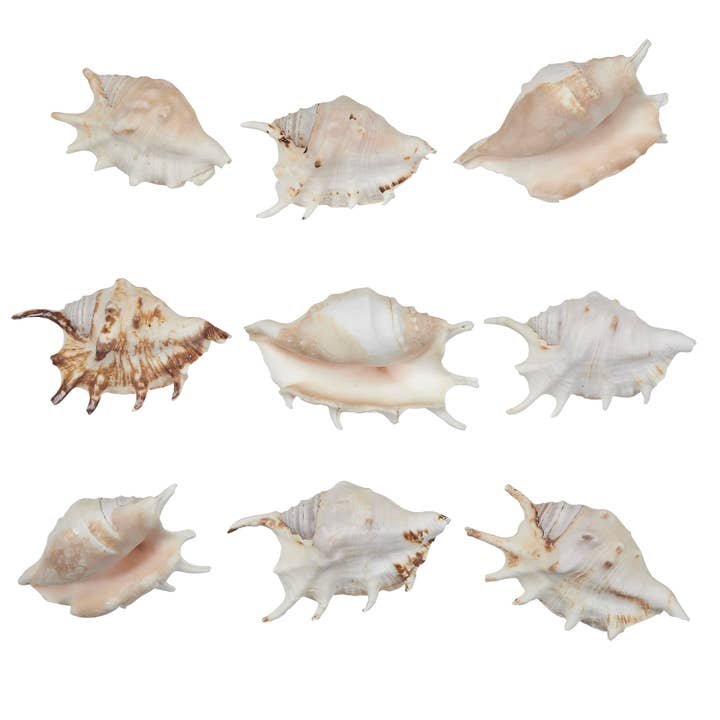 Common Lambis 3-4" for wholesale by HS Seashells