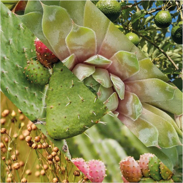 Plisson 1808 - Wholesale Facial Moisturizer - Men's - Face Moisturizing Fluid4