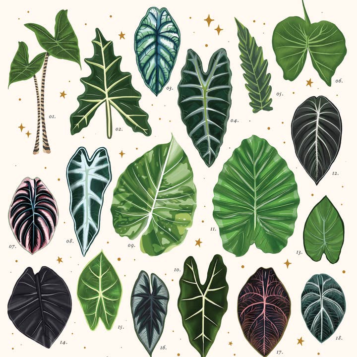 ReRoot - Wholesale Poster - Alocasia Plant Poster1