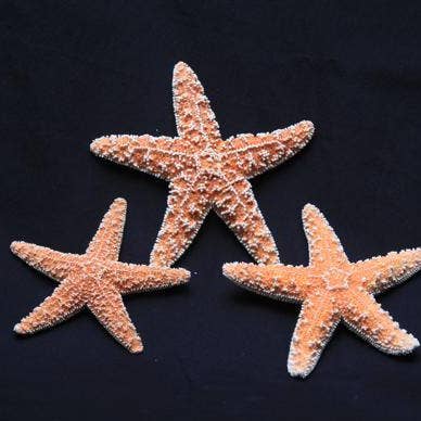 Darlene's Shells - Wholesale Decorative Tabletop Object - 6-8" SUGAR STAR