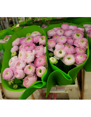Florasource - Wholesale Fresh Cut Flowers - Ranunculus Pink 100 stems0