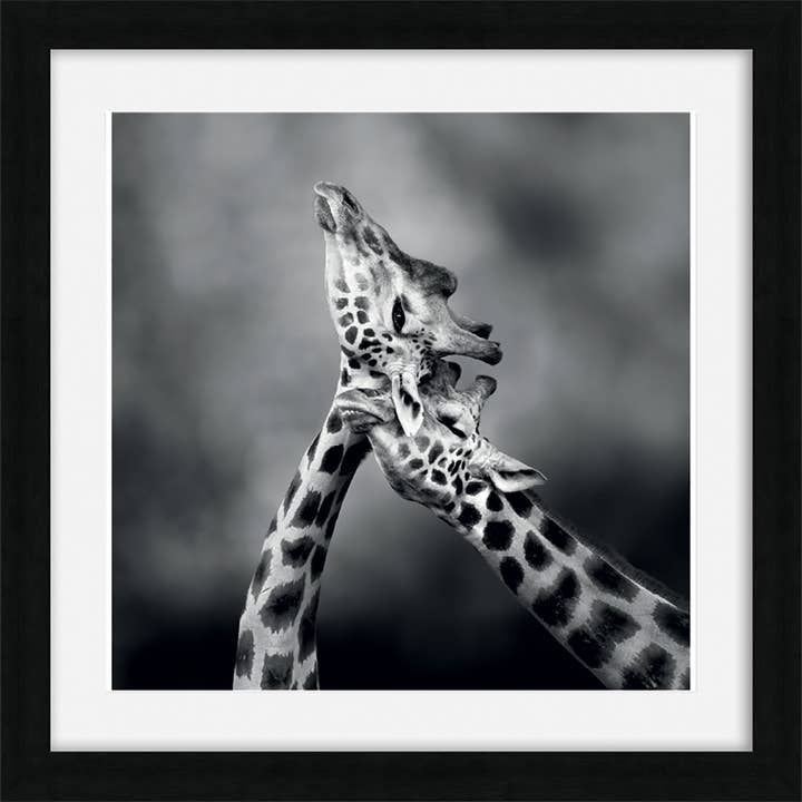 Duma Ancell (Neck Loving) Pre-Framed Prints for wholesale by The Art Group