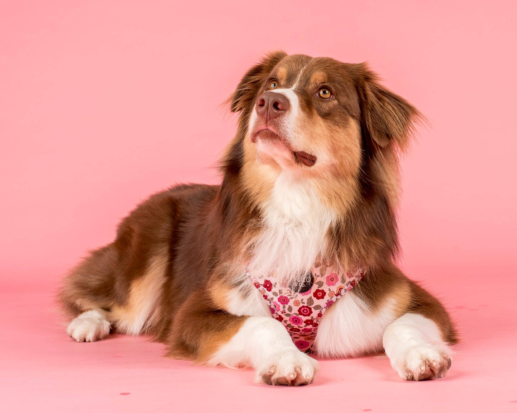 Pablo & Co. Boutique – Engroshandel Kæledyrssele – Hund – Primrose: Justerbart hundesele5