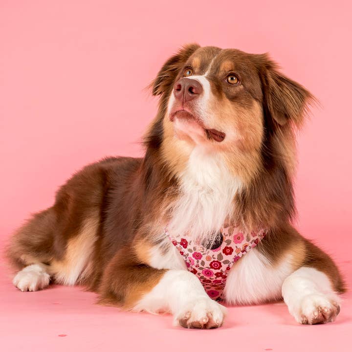Pablo & Co. Boutique - Wholesale Pet Harness - Dog - Primrose: Adjustable Dog Harness5
