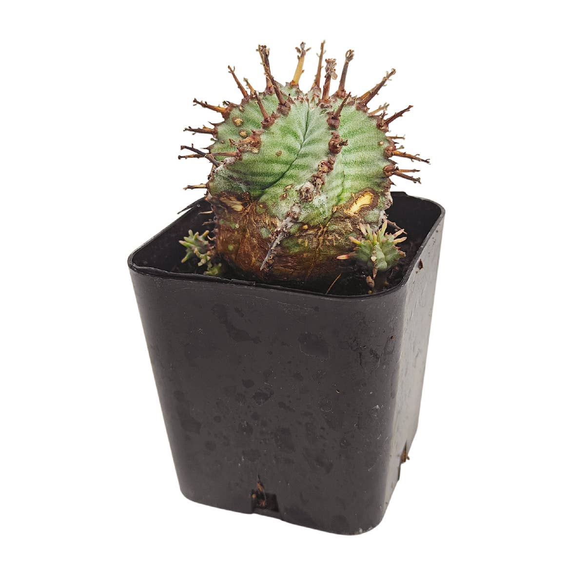 Best Plant Friend - Wholesale Succulent - Euphorbia Horrida Rare Cactus 2in Pot, Unique Succulent Gift2