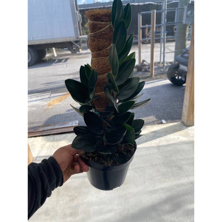 6" Scindapsus Treubii for wholesale by Triad Plants