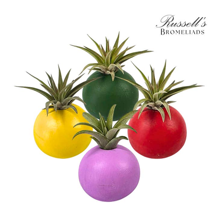 Russell's Bromeliads - Wholesale Live Plant - Bubble Set With Air Plants - Half Pack