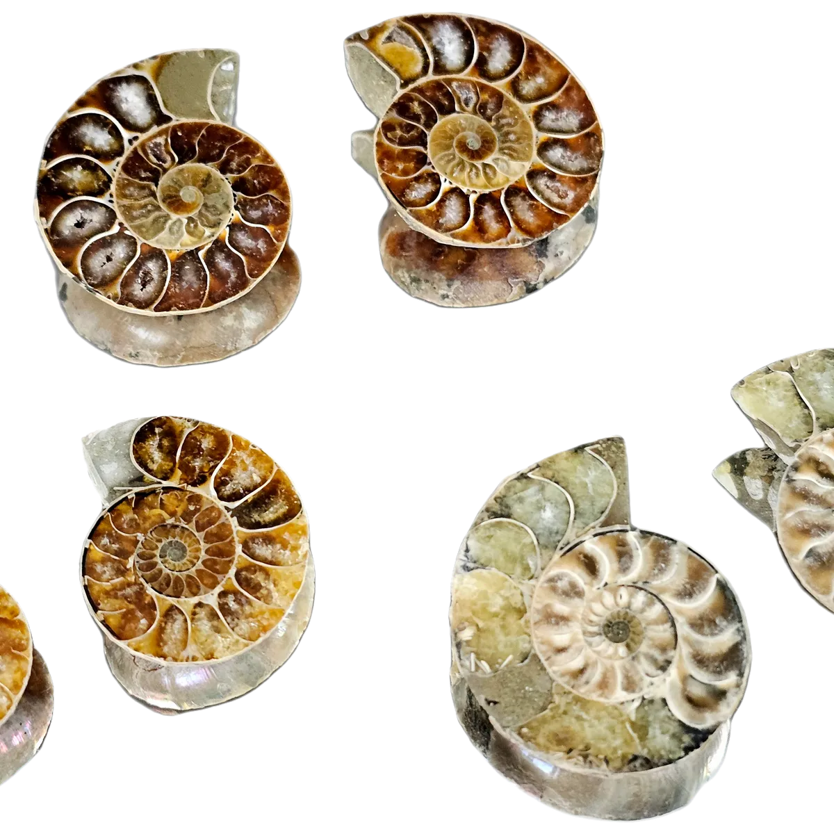 Distinction Crystals - Wholesale Spirituele steen/kristal - Kleine fossielenparen van ammonietkristal 3-4 cm2
