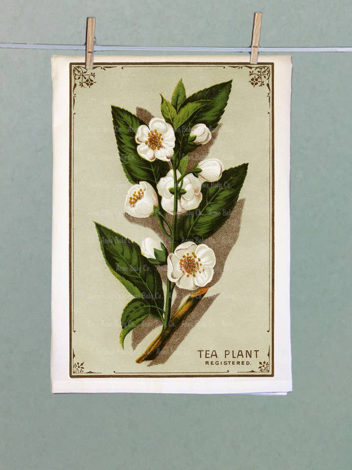 Botanical Tea Plant Organic Retro Kitchen Towel for wholesale by Acme. Baby Co. LLC