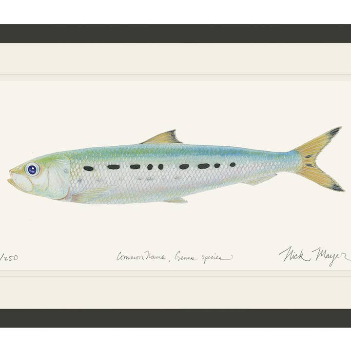 Impression Édition Limitée Sardine pour la vente par Nick Mayer Art