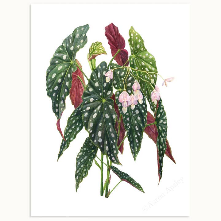 Aaron Apsley Artwork - Wholesale Art Print - Begonia maculata 'Wightii' Print