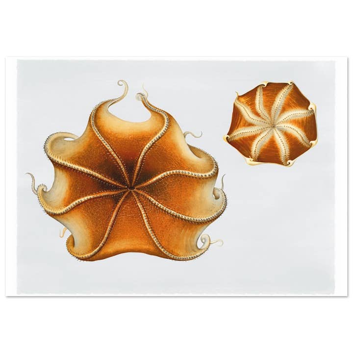 Vida marina para venta al por mayor de Maison de Paloma