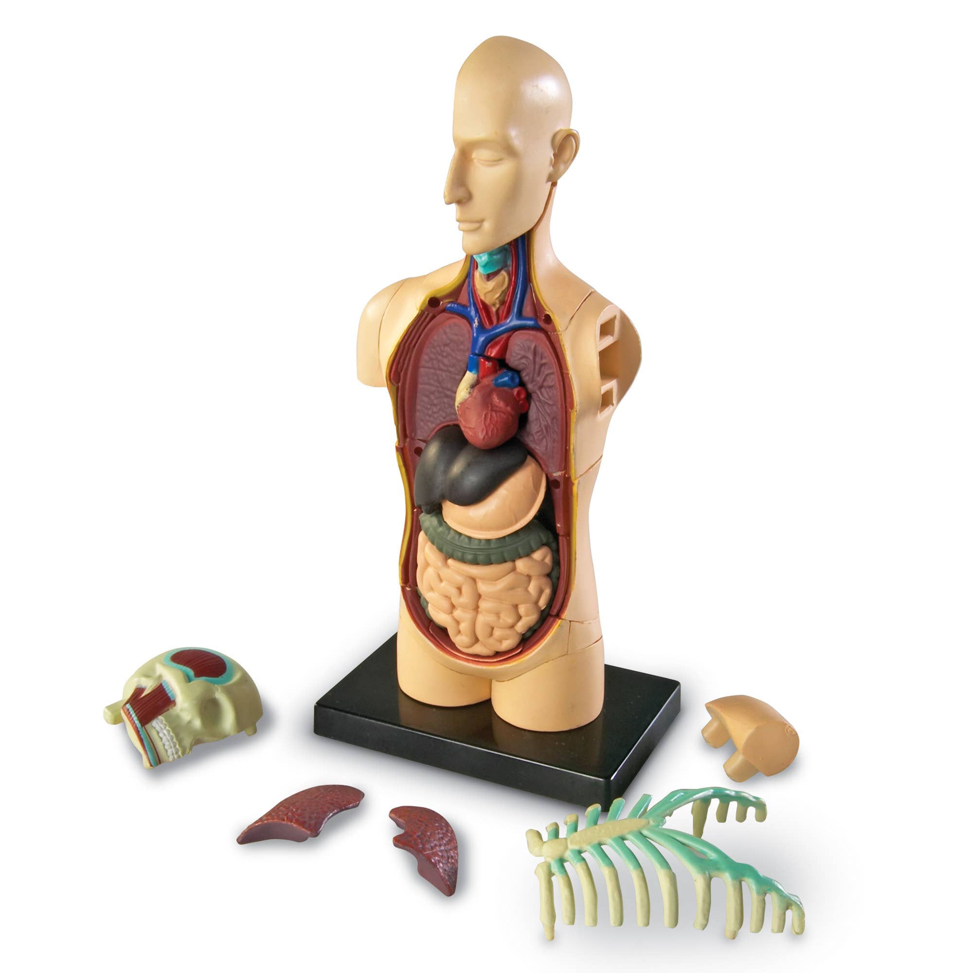 Learning Resources - Wholesale Toy Set - Kids - Human Body Anatomy Model3