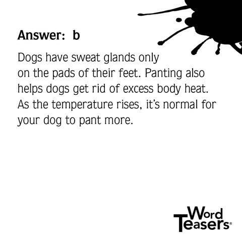 WordTeasers - Wholesale Card Game - About Dogs10