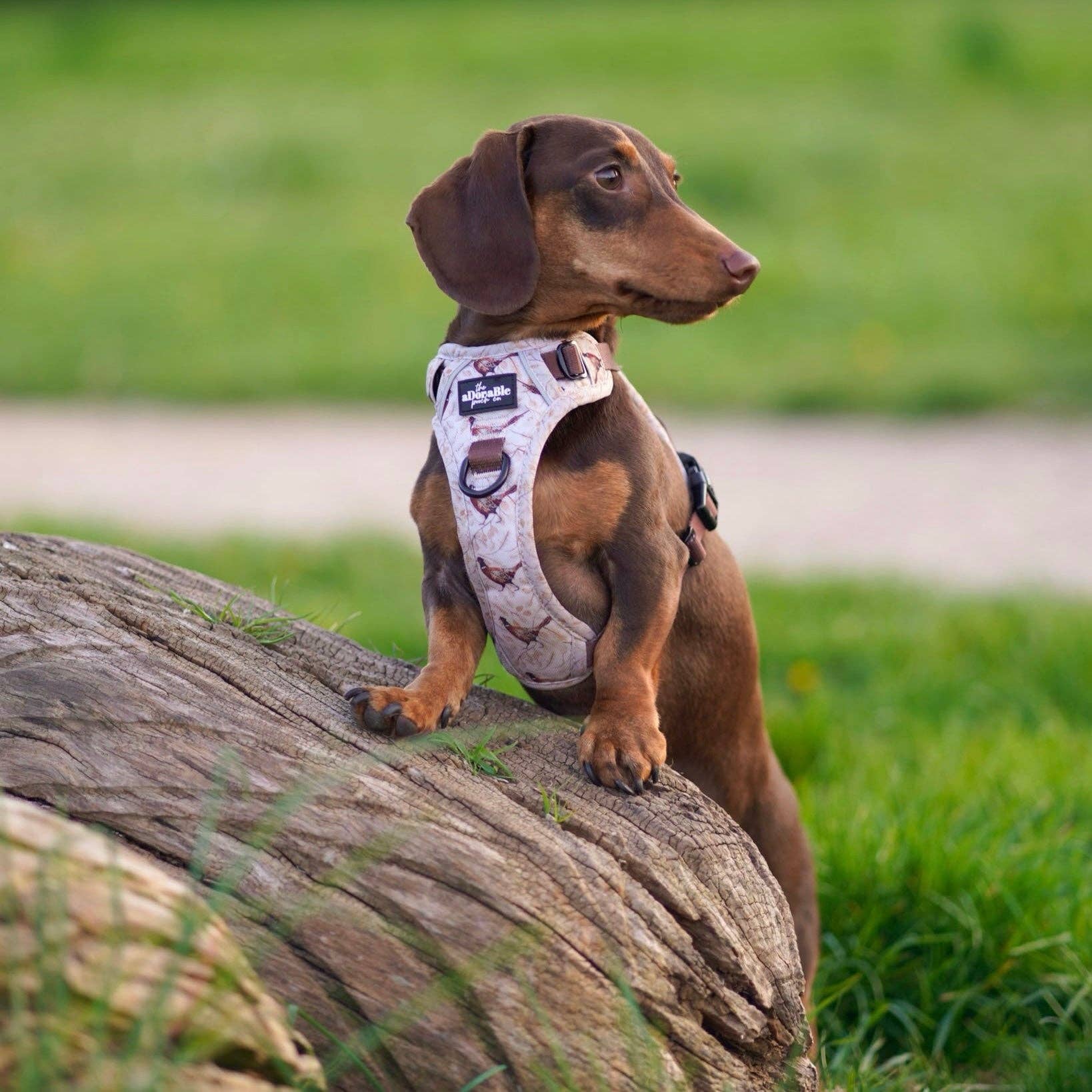 The aDoraBle Pooch Company - Wholesale Tuig voor huisdieren - Hond - Hike & Go™ Harnas - Farmland Fazant8