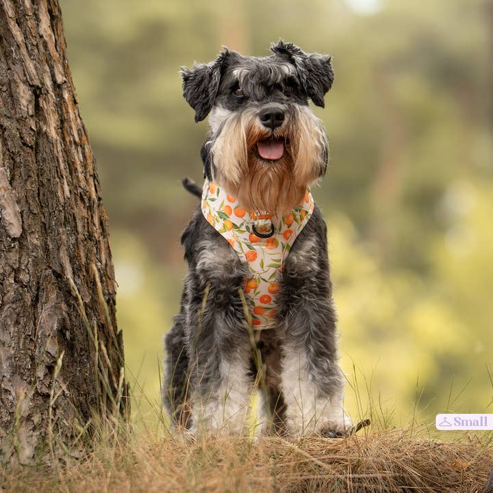 Barx - Wholesale Pet Harness - Dog - Adjustable Harness | Orancello3