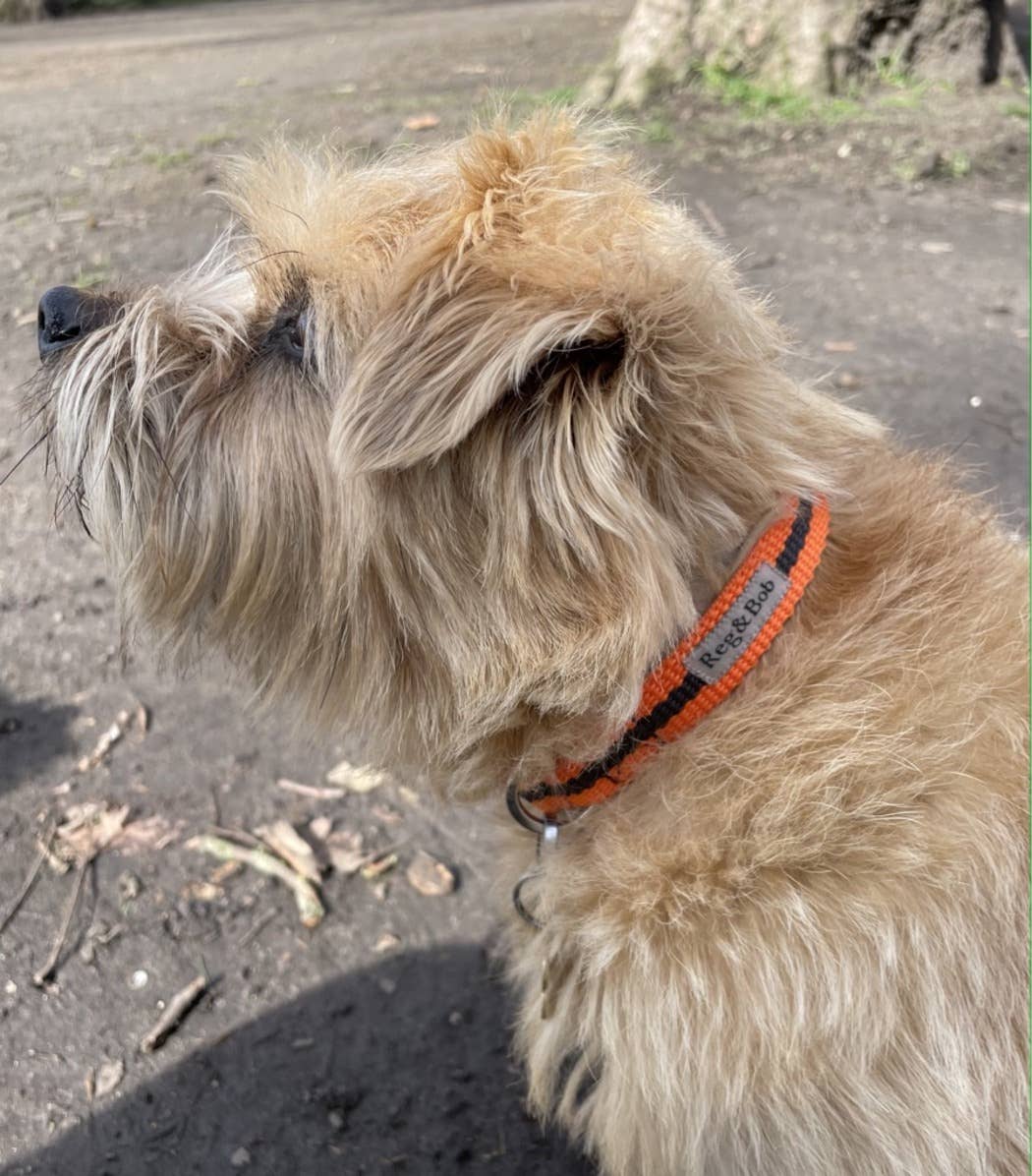 Reg&Bob - Wholesale Pet Collar - Dog - Reg&Bob Collar Orange stripe