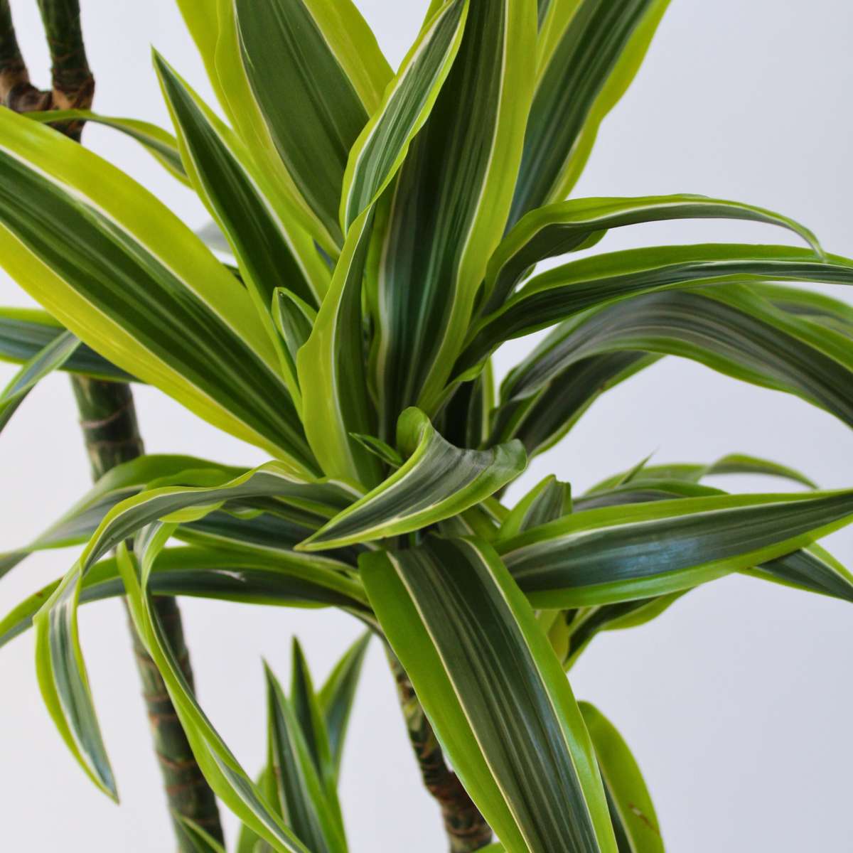 Oasis of Life – wholesale Live plant – Dracaena Lemon Lime – Height 130–140cm – Ø24cm – Large dragon tree with two-colored leaves – Easy-care & air-purifying houseplant – Ideal for living room & office3
