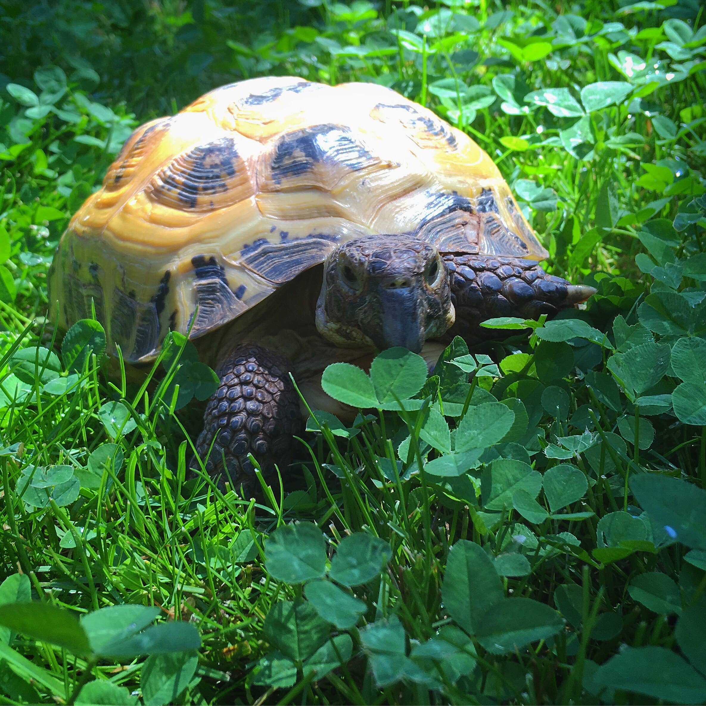 Potting Shed Creations, Ltd. - Wholesale Plant Seeds - Garden in a Bag | Good Luck Clover | Spring Milestone Gift2