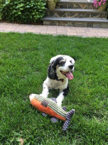 Tall Tails - Wholesale Pet Plush Toy - Dog - Tall Tails Plush Fish Squeaker Toy - 12"4