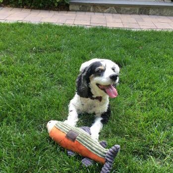 Tall Tails - Wholesale Pet Plush Toy - Dog - Tall Tails Plush Fish Squeaker Toy - 12"4