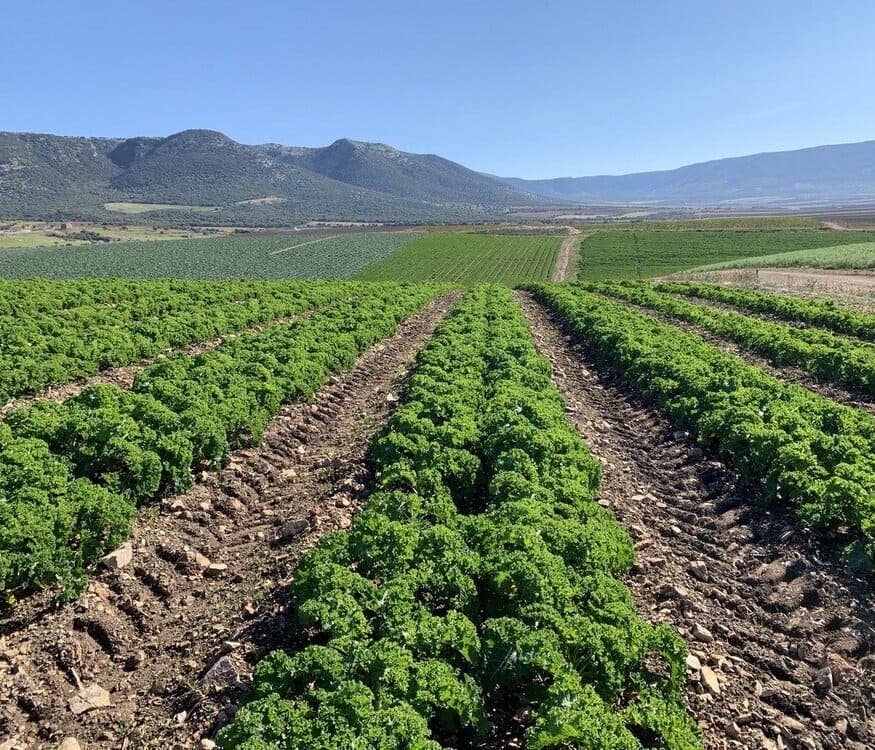 Bio Orto Società Cooperativa Agricola – wholesale Pesto – Ekologisk grönkålspesto2