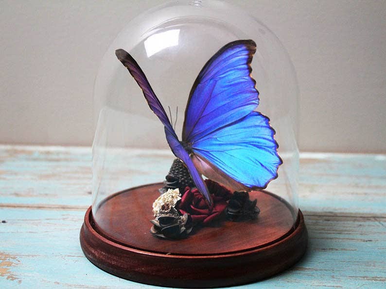 Newman Art Designs - Wholesale Decorative Tabletop Object - Beautiful Blue Morpho Didius Butterfly in Dome Insect Decoration Home Decor Art Taxidermy Real Bug Artistic Beauty House2