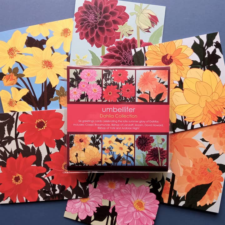 Dahlia Collection for wholesale by Umbellifer