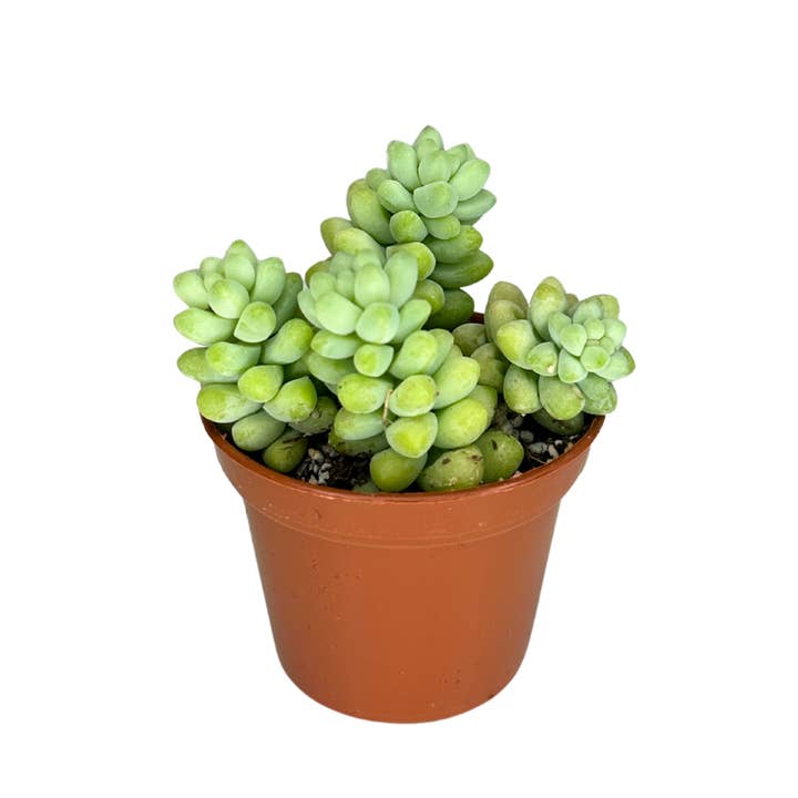 2" Donkey Tail (Sedum morganianum) – Burro's Tail Succulent  and other Purchase Wholesale papel seda. Free Returns & Net 60 Terms on Faire trending on Faire.