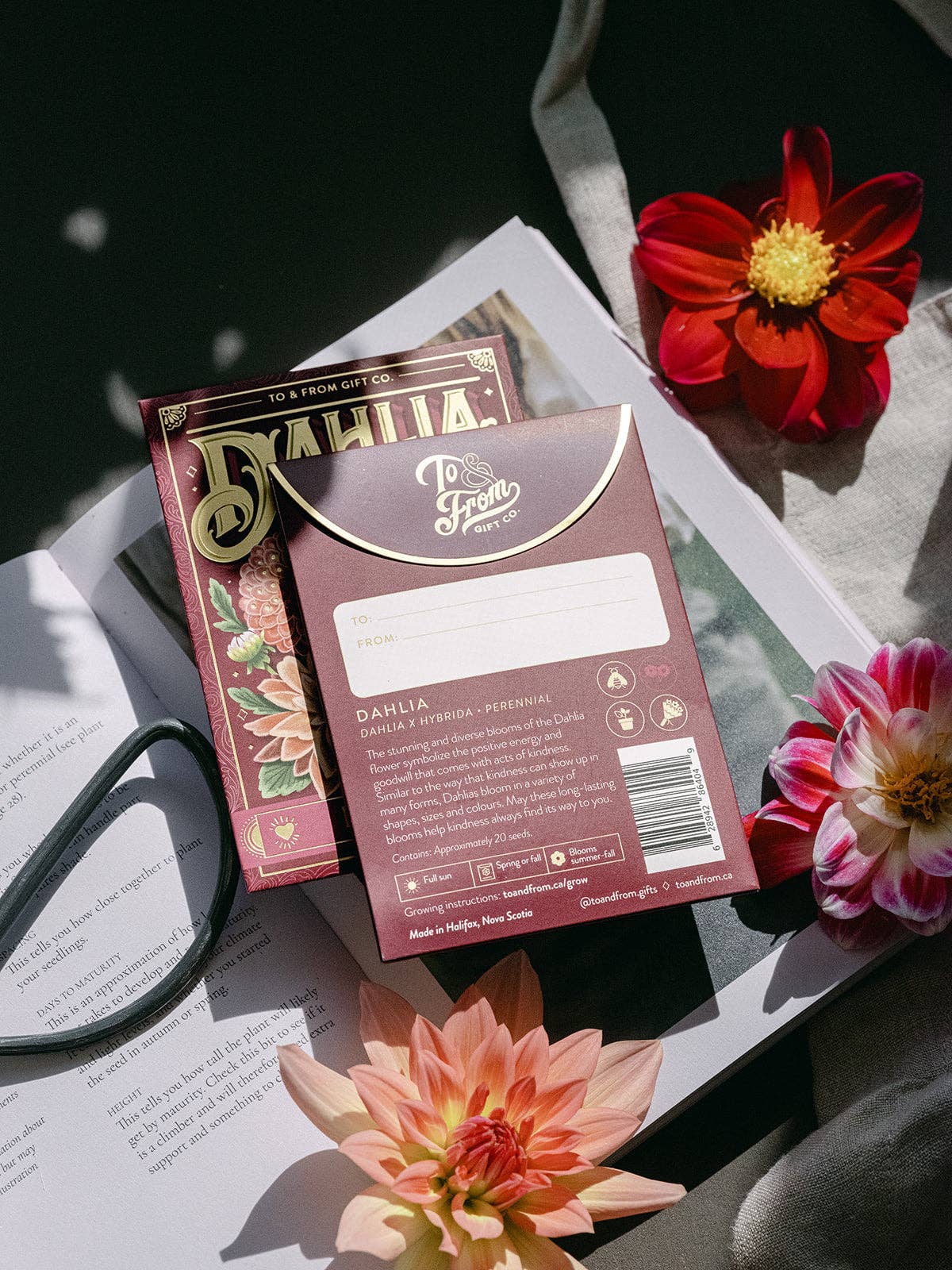 To & From Gift Co. - Vendita all'ingrosso Semi di piante - Dalia (Gentilezza) - Bustina di Semi con Floriografia2