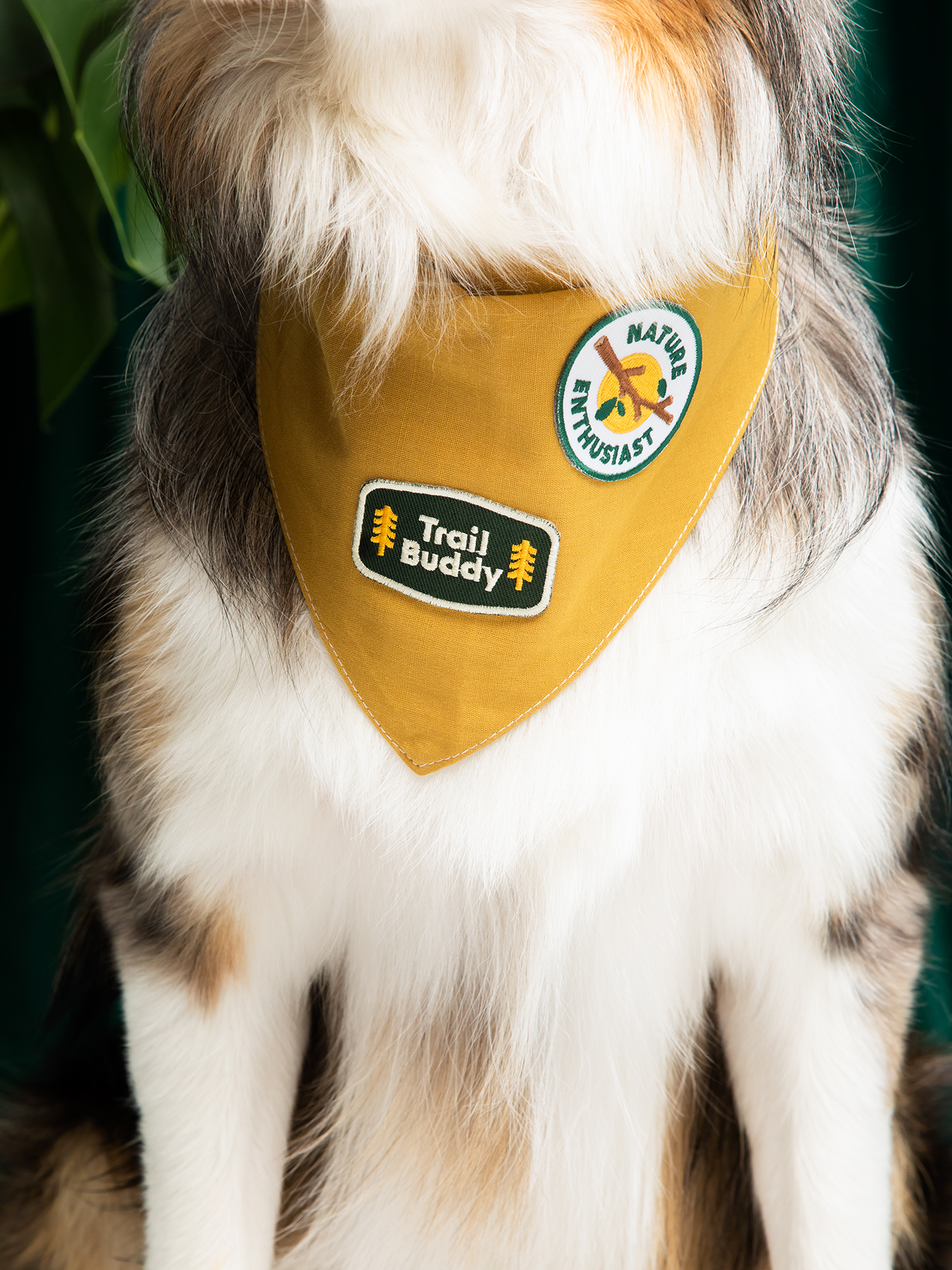 Scout's Honour Pty Ltd – wholesale Pet bandana – Dog – Trail Buddy iron-on patch for dogs and cats4