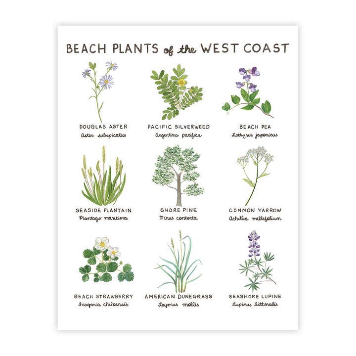 Beach Plants of the West Coast - 11" x 14" Nature Art Print for wholesale by Yardia