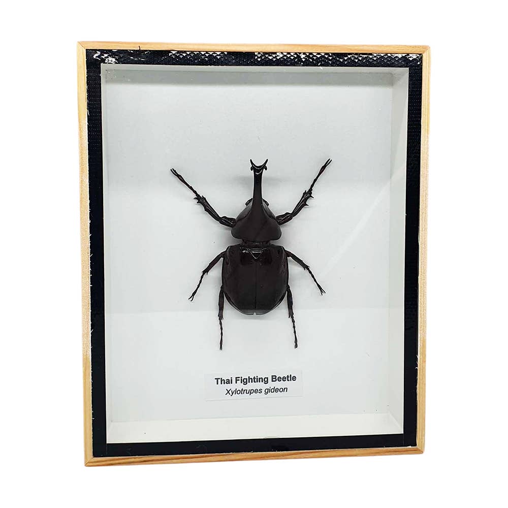 VIE - Wholesale Wall Accent - Framed Insect, Assorted18