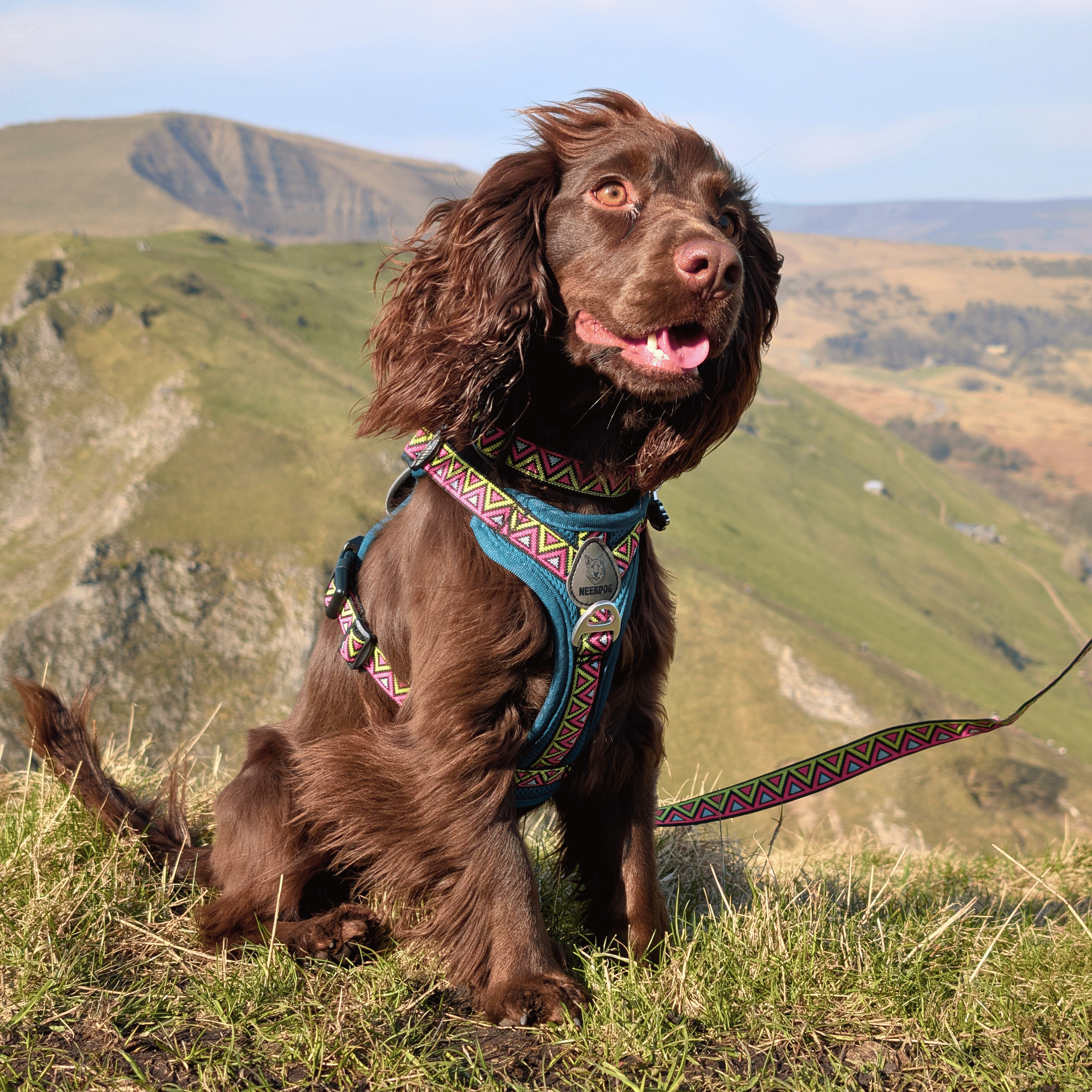 NEERDOG | Dog Harnesses | Dog Leads | Dog Collars | Coats – wholesale Pet harness – Dog – GO-B-BOLD Dog Harness | Breathable | Adjustable | Green1