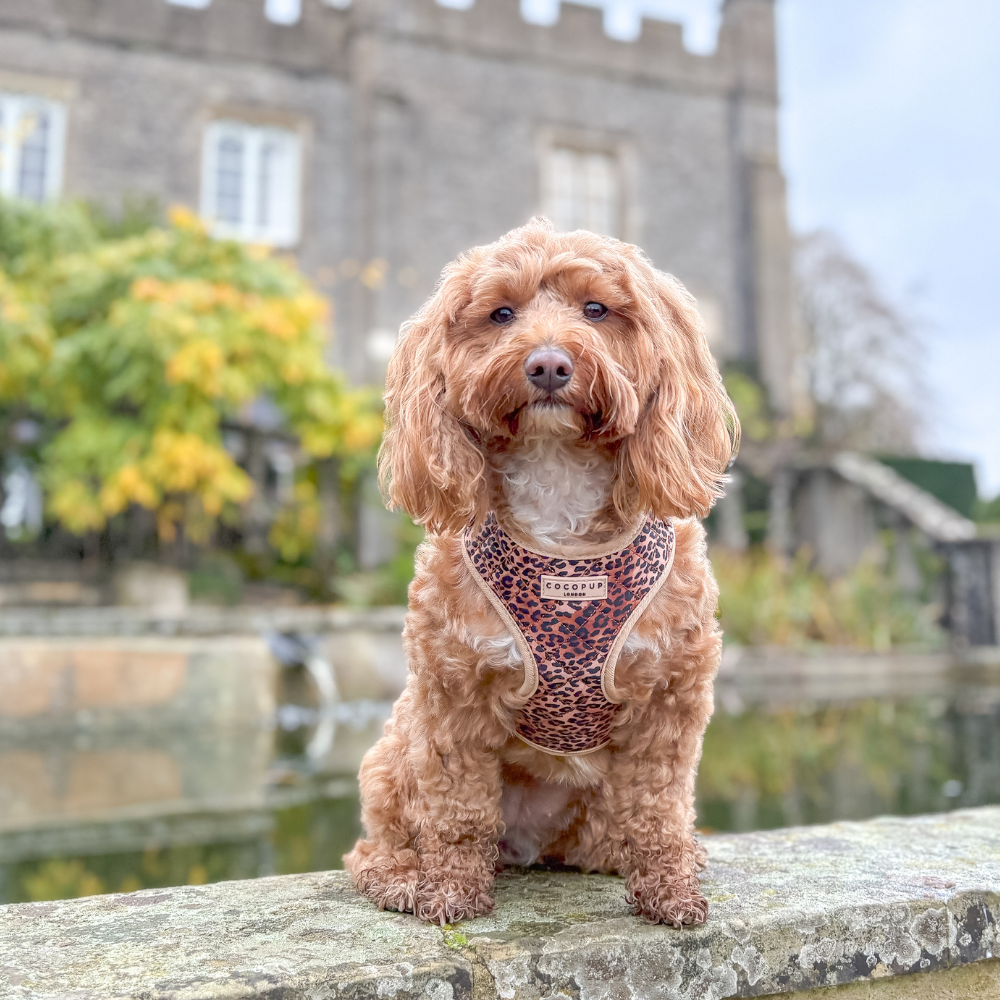 Cocopup London - Wholesale Pet Harness - Dog - Quilted Leopard Pup Adjustable Neck Harness61