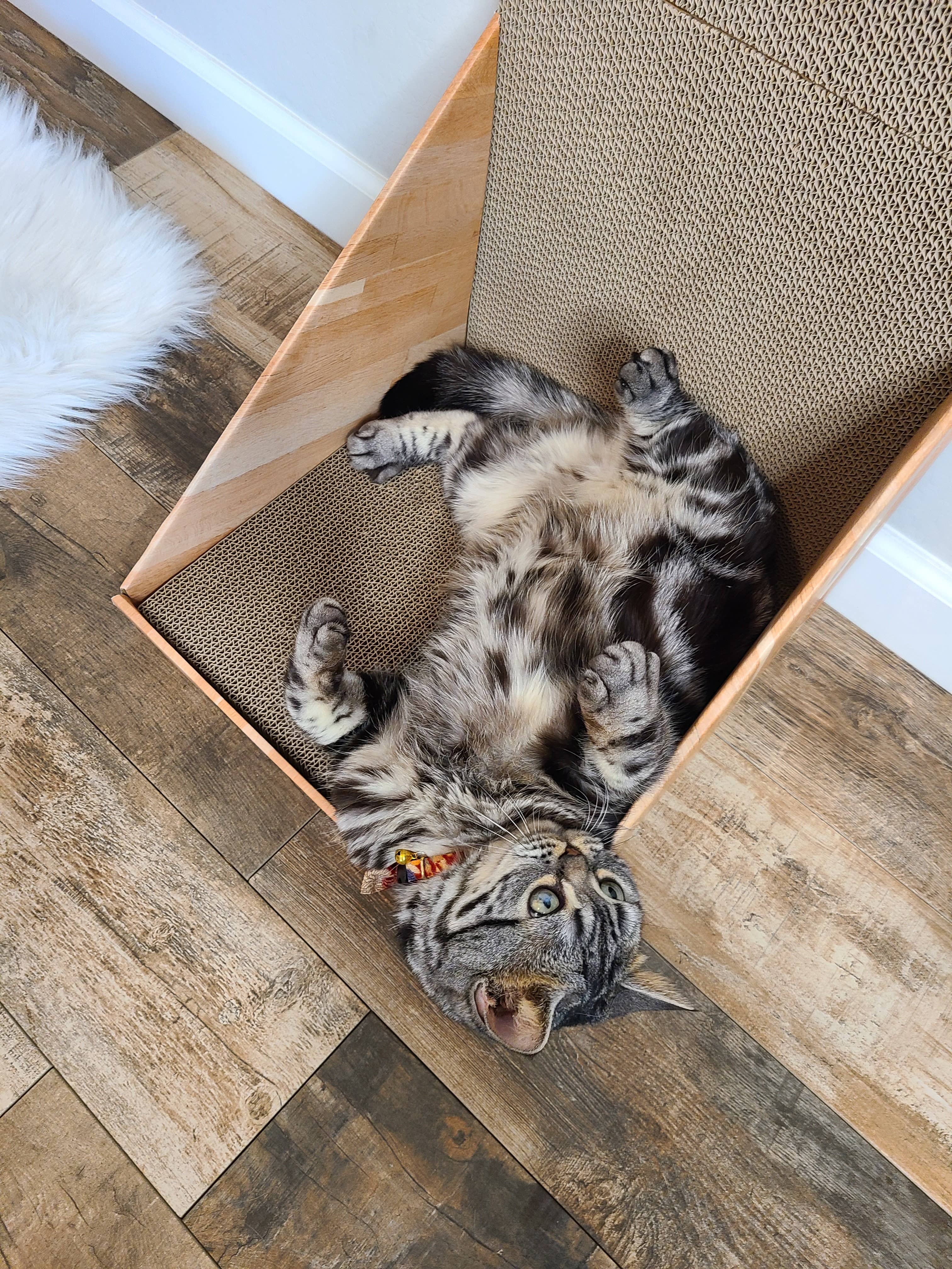 MOON-X USA, INC. - Wholesale Pet Scratcher - Cat - Stretch & Scratch Wall Cat Scratcher10