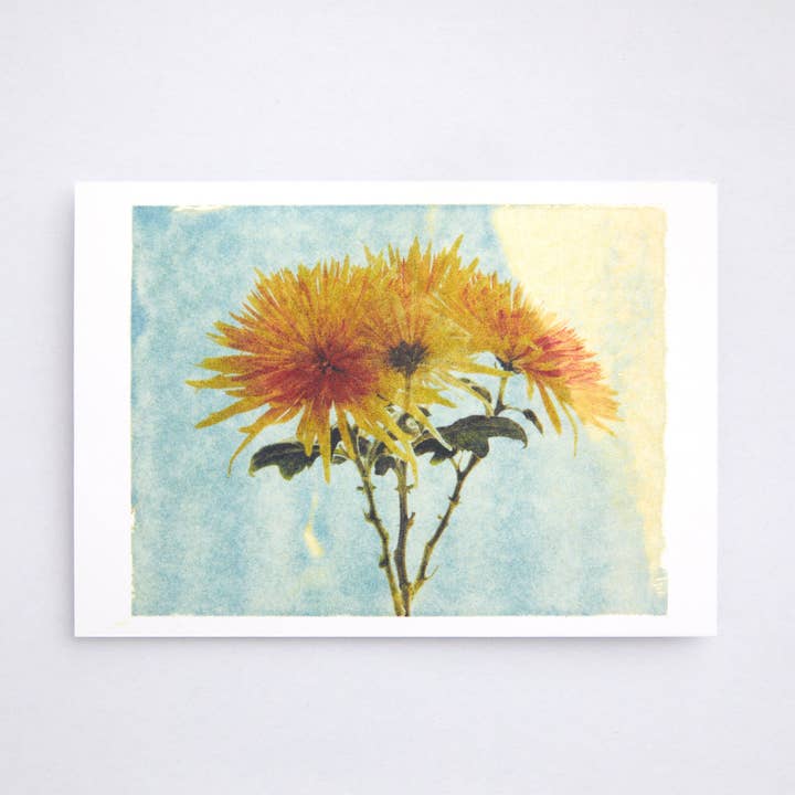 coga - Wholesale Postcard - Postcard chrysanthemum